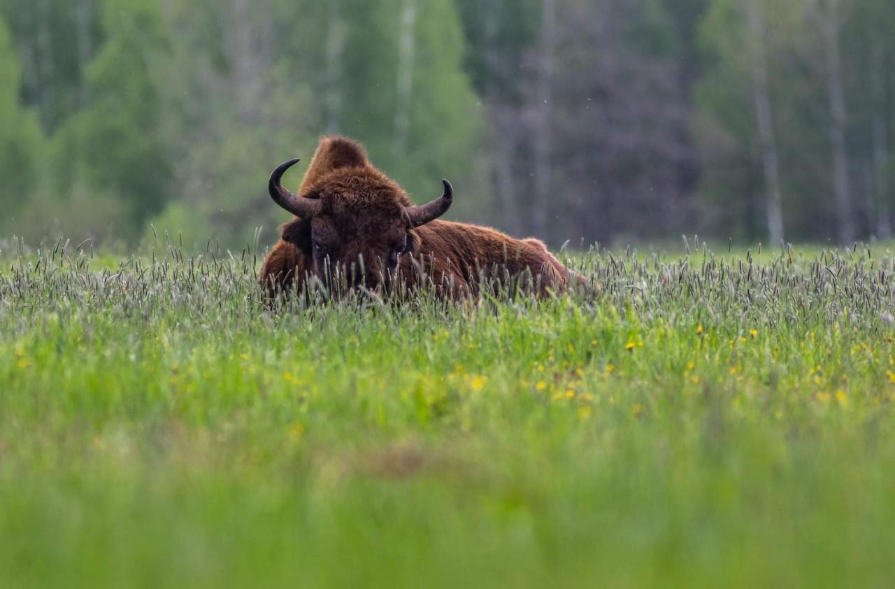 Zubrowe Siolo - Dom Nad Lakami Lägenhet Białowieża Exteriör bild