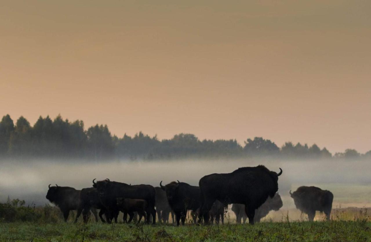 Zubrowe Siolo - Dom Nad Lakami Lägenhet Białowieża Exteriör bild