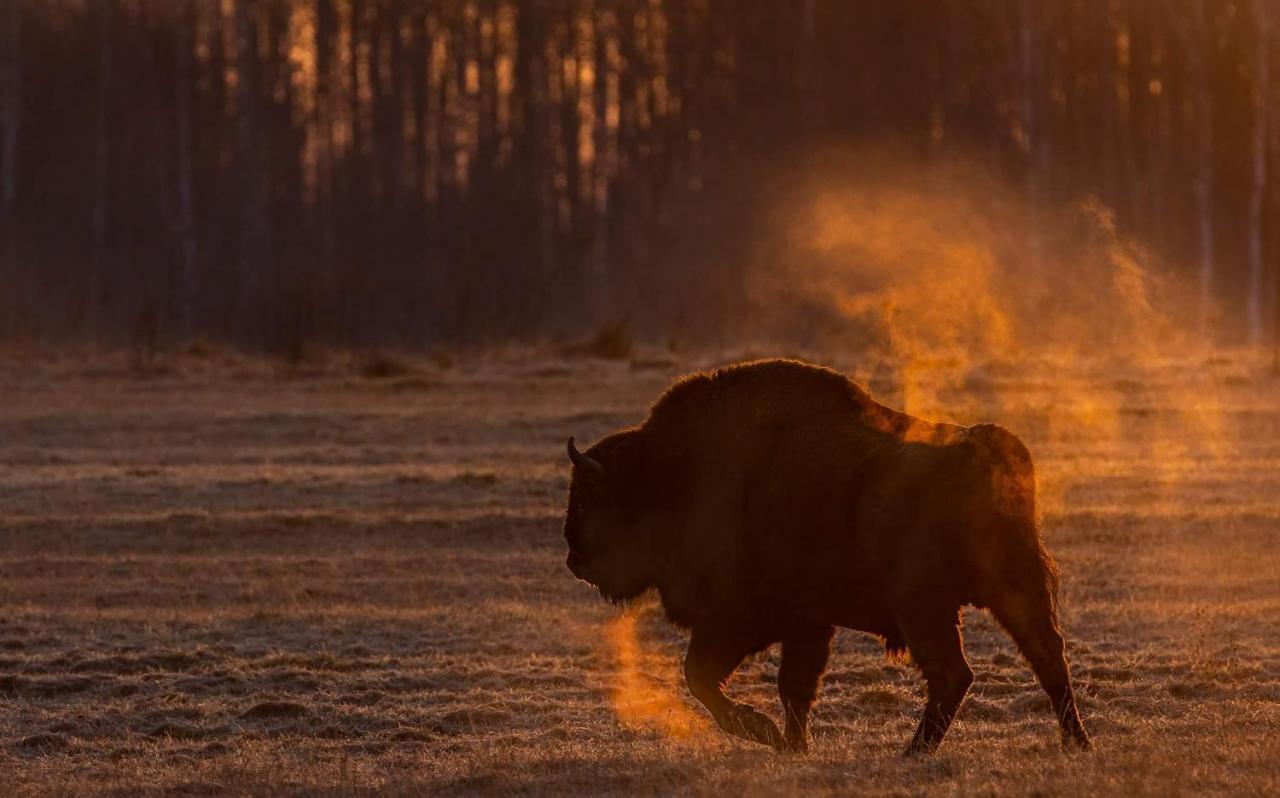Zubrowe Siolo - Dom Nad Lakami Lägenhet Białowieża Exteriör bild