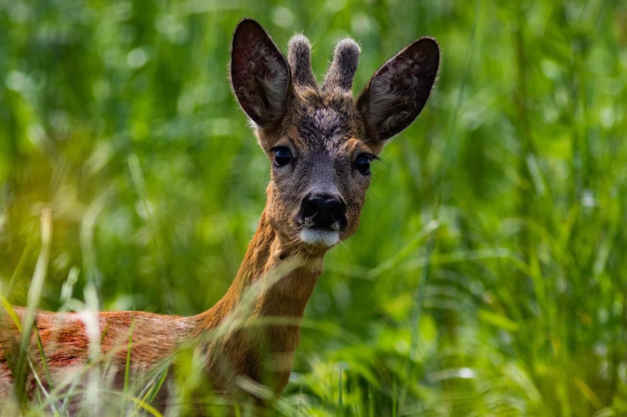 Zubrowe Siolo - Dom Nad Lakami Lägenhet Białowieża Exteriör bild